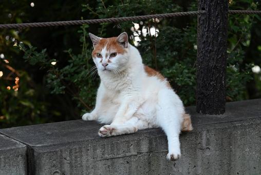 京都 哲学の道の猫ちゃん達 ⑥ 京都 哲学の道の猫ちゃん達 ⑥ さくら耳,去勢,カット耳の写真素材
