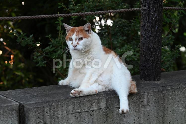 京都　哲学の道の猫ちゃん達  ⑥ さくら耳,去勢,カット耳の写真素材