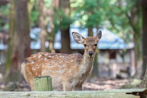 奈良公園の鹿さん3 鹿,奈良公園,世界遺産の写真素材