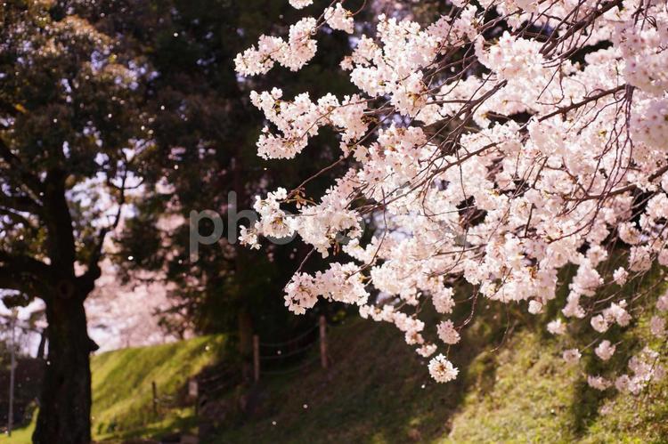桜吹雪（横） 桜吹雪,桜,景色の写真素材
