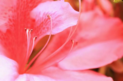 つつじ つつじの写真