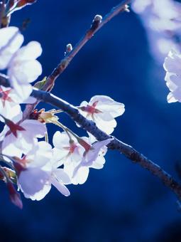 桜 桜の写真