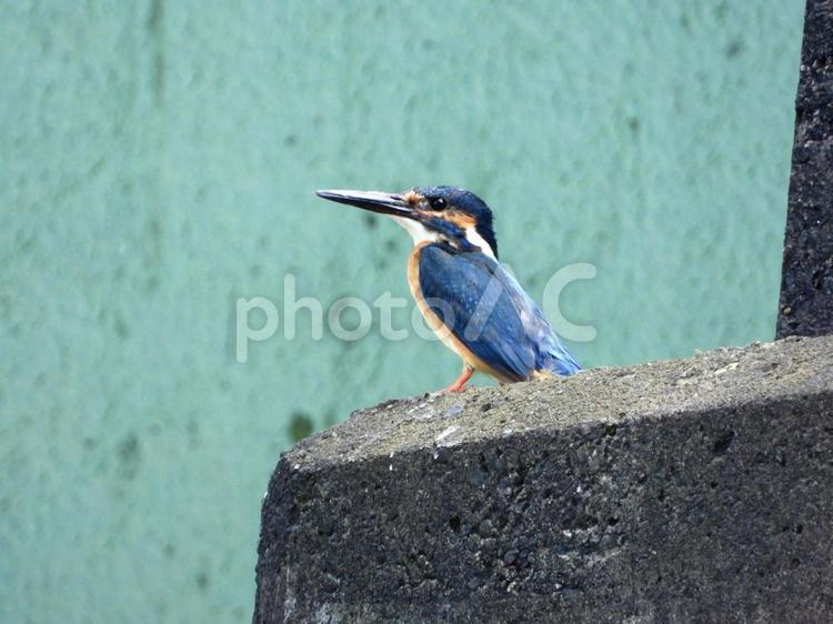 鉄橋の橋脚の上に立つカワセミ 鳥,野鳥,カワセミの写真素材