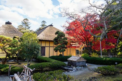 秋の有備館⒅ 秋,紅葉,モミジの写真素材