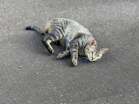 転がるキジトラ猫 ネコ,保護猫,猫の写真素材