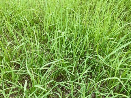 雑草・草むらテクスチャー 雑草・草むらテクスチャー 雑草,草むら,草の写真素材
