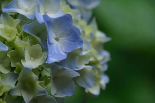 紫陽花 紫陽花の写真