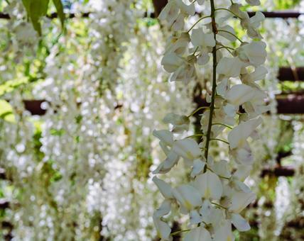 骨波田の藤棚の藤の花39 骨波田の藤棚の藤の花39の写真