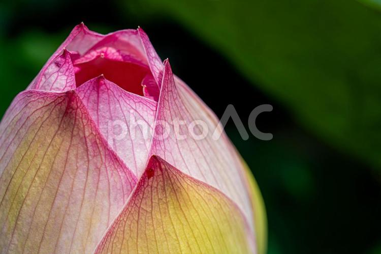 ピンクの蓮の花の蕾 蓮の花,ピンクの花,夏の花の写真素材