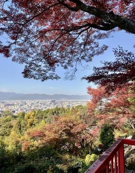 紅葉 紅葉の写真
