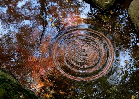 せせらぎに映る紅葉 紅葉,水面,秋の写真素材