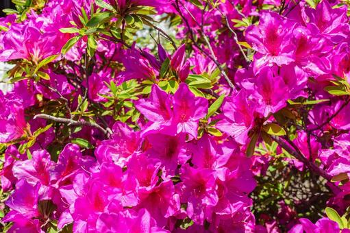 鮮やかなつつじ7 つつじ,花,背景の写真素材