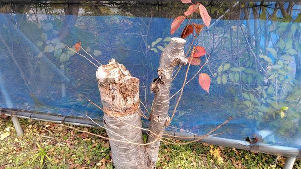 伐採した木 伐採した木の写真