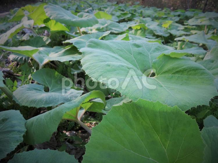 たくさん並んだフキの葉 蕗,葉,緑の写真素材