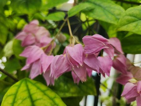 ゲンペイカズラの花 ゲンペイカズラの花 ゲンペイカズラ,花,紫の写真素材