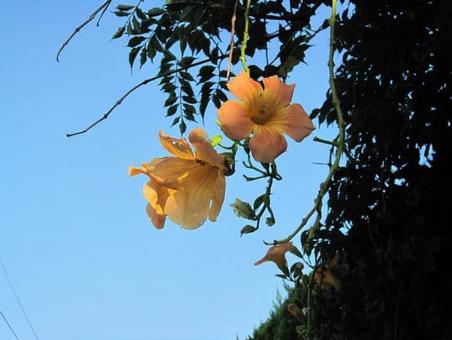 黄色の花 黄色の花の写真