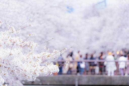 満開の桜とお花見客 満開の桜とお花見客の写真