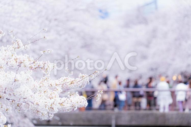 満開の桜とお花見客 桜,さくら,花びらの写真素材