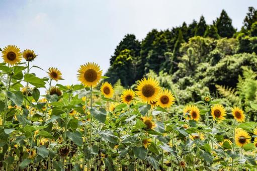 休耕田のヒマワリ 休耕田のヒマワリ ひまわり,向日葵,黄色の写真素材