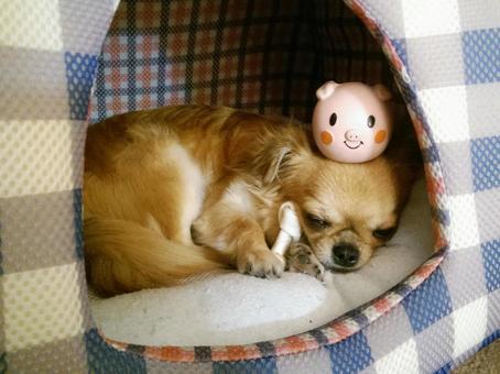 遊び疲れたチワワ 犬,ペット,チワワの写真素材