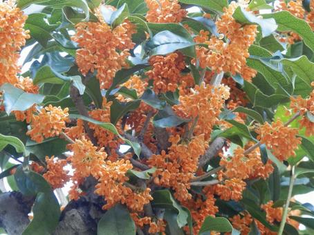 【花の写真】キンモクセイ（金木犀） キンモクセイ,金木犀,植物の写真素材