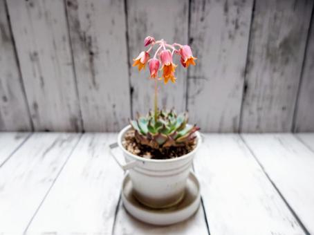 多肉植物エケベリア(桃太郎)の花 多肉植物エケベリア(桃太郎)の花の写真