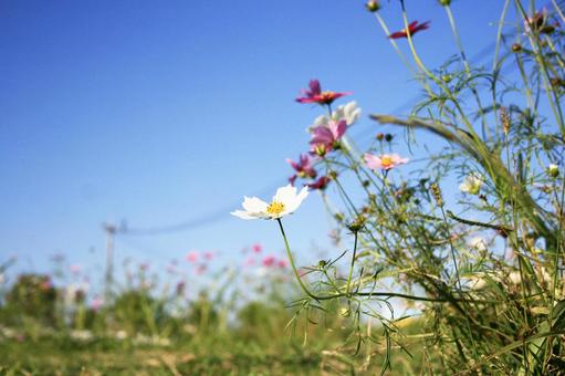 風に揺れるコスモスの花 コスモス,秋桜,秋の写真素材