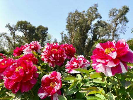 ボタンの花 二色咲き ボタンの花 二色咲き 牡丹,ボタン,ぼたんの写真素材