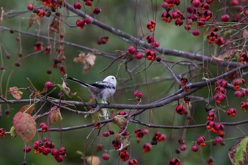 ツリバナとシマエナガ ツリバナとシマエナガ シマエナガ,ピンク,野鳥の写真素材
