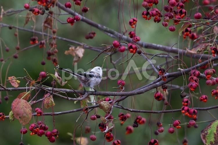 ツリバナとシマエナガ シマエナガ,ピンク,野鳥の写真素材