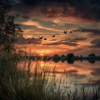 鳥が舞う湖の夕焼け 鳥が舞う湖の夕焼けの写真