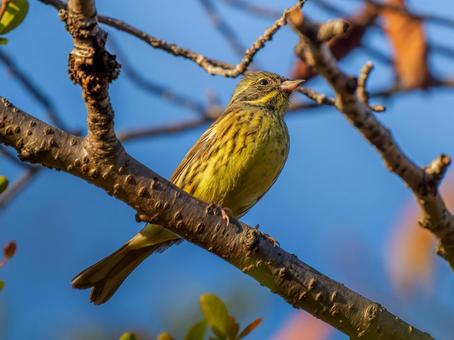 枝にとまるアオジ アオジ,野鳥,鳥の写真素材