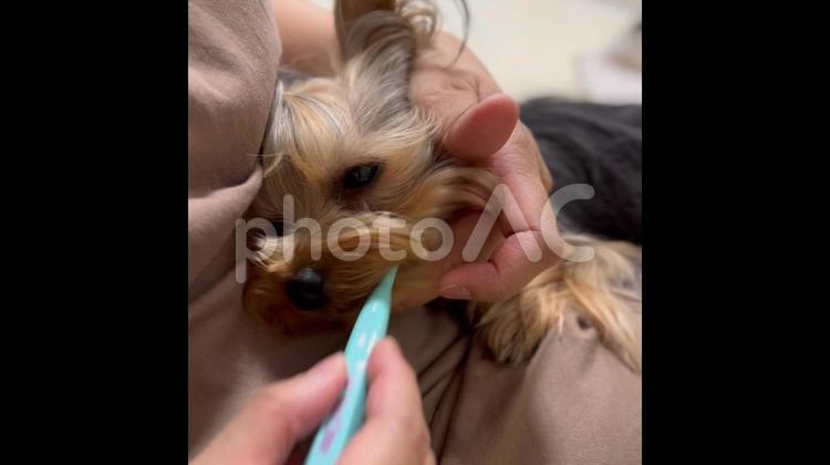 犬の歯みがき 犬,歯みがき,ヨークシャーテリアの写真素材