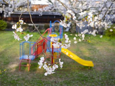 公園の桜が満開になる 公園の桜が満開になるの写真