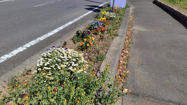 歩道上の花壇 歩道上の花壇の写真