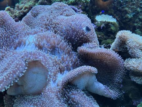 イソギンチャク 熱帯魚 珊瑚礁 水族館 イソギンチャク 熱帯魚 珊瑚礁 水族館 イソギンチャク,熱帯魚,アクアリウムの写真素材