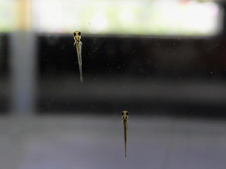 金魚の赤ちゃん 金魚の赤ちゃんの写真