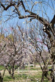 北摂の梅林 梅,梅林,満開の写真素材