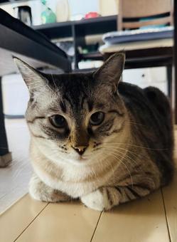 うち猫 うち猫の写真
