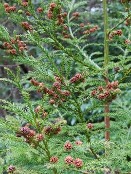 杉の種子 杉の種子 杉,木の実,実の写真素材