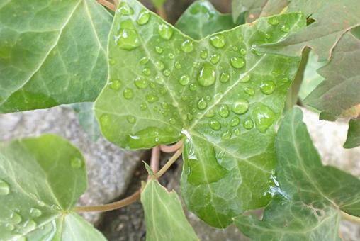 葉っぱ 葉っぱ 植物,緑,自然の写真素材