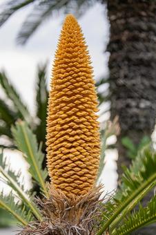 ソテツの雄花 ソテツの雄花の写真