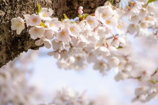 可憐な花、桜のアップ 可憐な花、桜のアップ 花,桜,花びらの写真素材