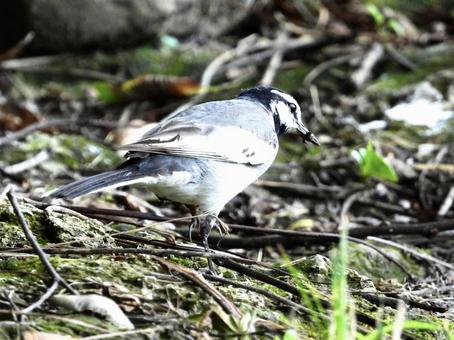 餌を咥えるハクセキレイ 餌を咥えるハクセキレイの写真