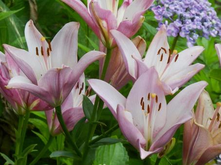 【花の写真】百合の花 【花の写真】百合の花の写真