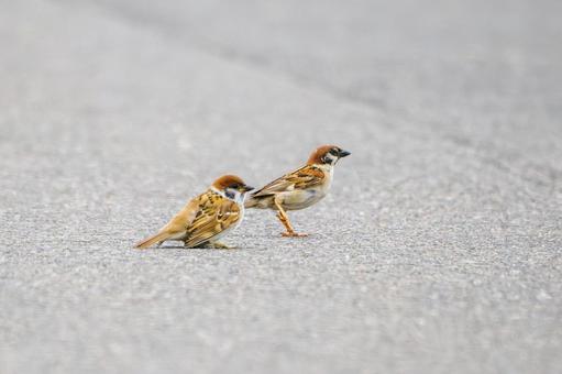 スズメ(44) スズメ(44)の写真