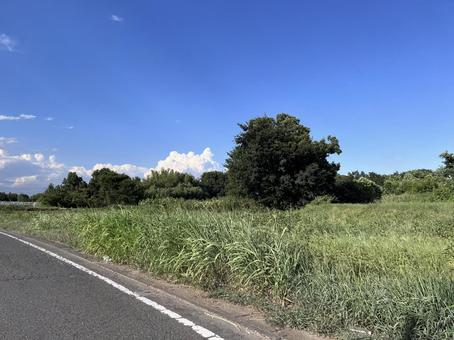 夏の空 遠くに入道雲 夏の空 遠くに入道雲 木,風景,自然の写真素材
