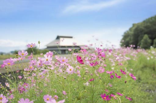 コスモスの花 コスモスの花 コスモス,花,ピンクの写真素材