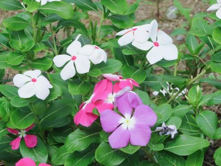 ニチニチソウの写真