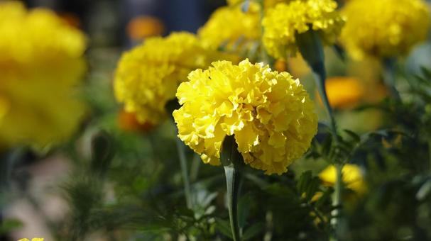【花の写真】マリーゴールド 【花の写真】マリーゴールドの写真